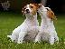 PoulaTo: Jack Russell καθαροαιμα κουταβακια 6940048695 αθηνα-κρητη